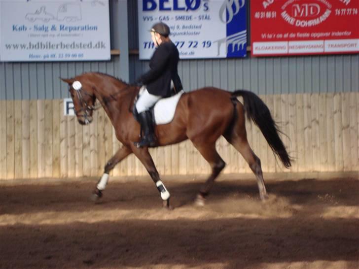 Anden særlig race Stabygårds Mikado solgt billede 14