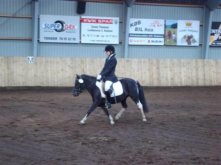 Anden særlig race Stabygårds Flurie SOLGT billede 14