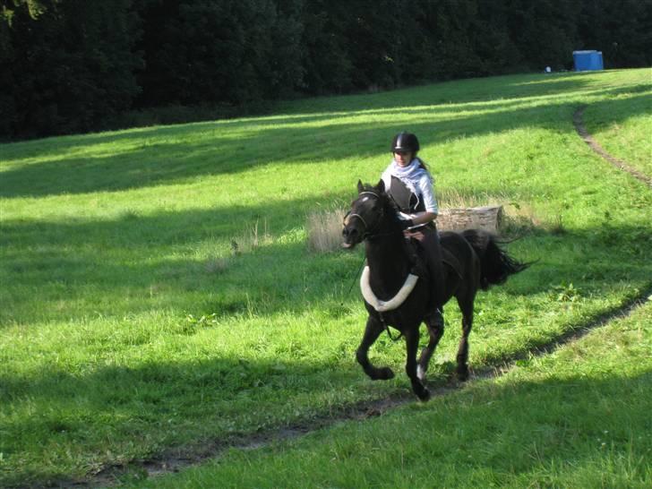 New Forest Gay Count Alexander - elsker det billed. mange tak for foto mie <3 billede 10