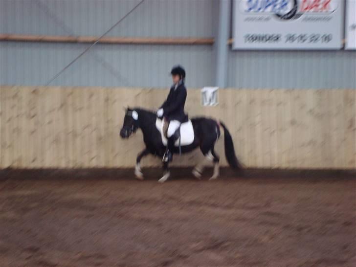 Anden særlig race Stabygårds Flurie SOLGT billede 15