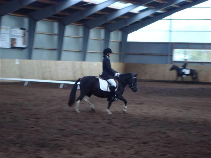 Anden særlig race Stabygårds Flurie SOLGT billede 16