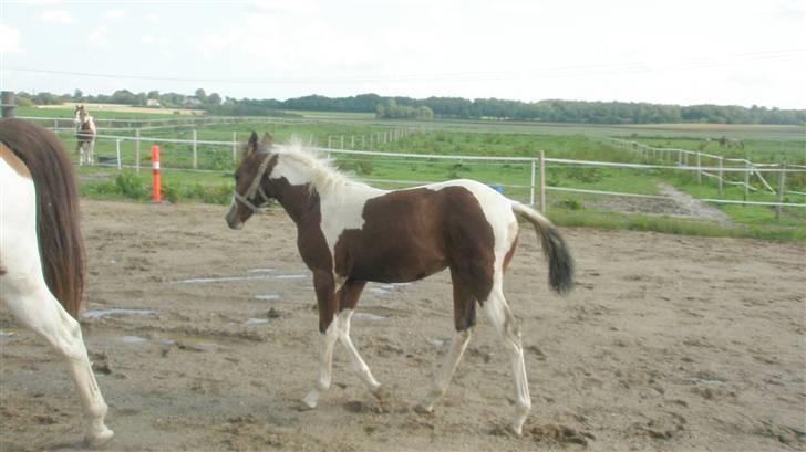 Pinto miss perfekt *SOLGT* billede 1