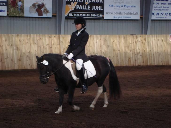 Anden særlig race Stabygårds Flurie SOLGT billede 17