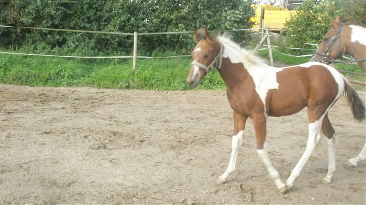 Pinto miss perfekt *SOLGT* billede 2