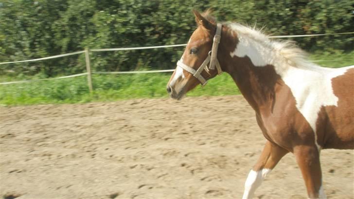 Pinto miss perfekt *SOLGT* billede 3