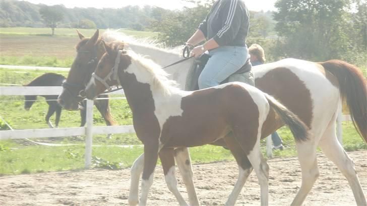 Pinto miss perfekt *SOLGT* billede 4