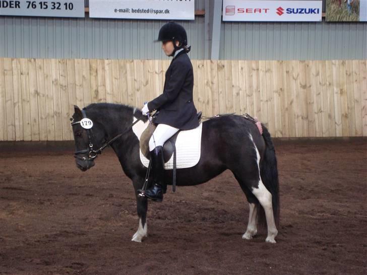 Anden særlig race Stabygårds Flurie SOLGT billede 18