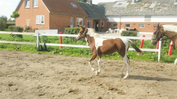 Pinto miss perfekt *SOLGT* billede 5