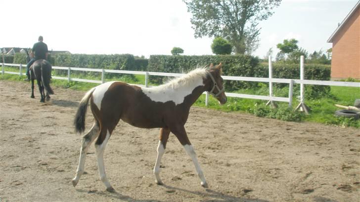 Pinto miss perfekt *SOLGT* billede 6