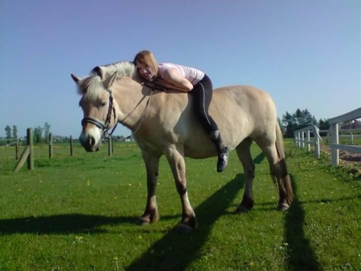 Fjordhest Bellis  - så søøøød.. <3 billede 1