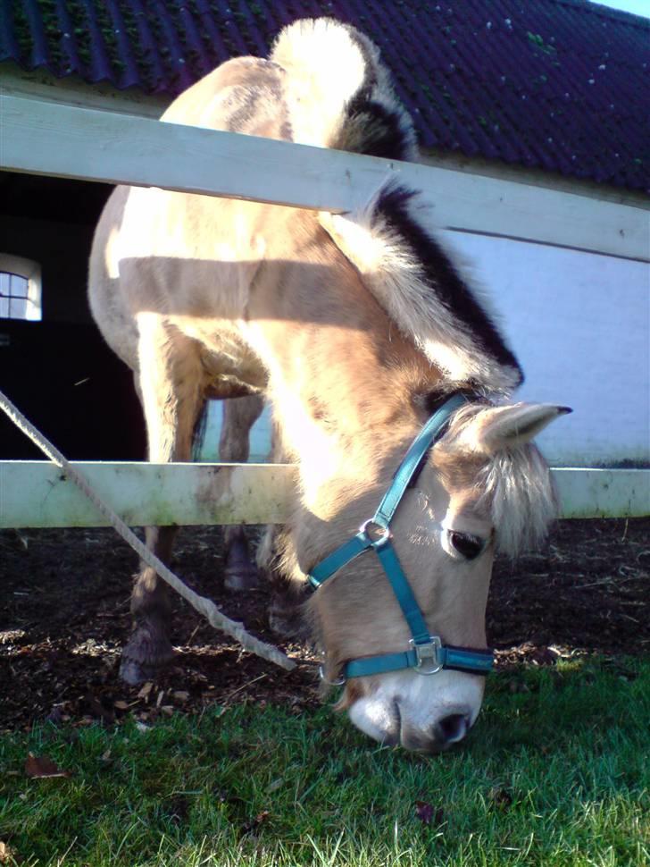 Fjordhest Bellis  - Vi valgte at strigle udenfor , vejret var fantastisk ! :)  bellis kunne iik´ stå for det friske græs - aner iik´ hvordan hun fik sit hovede ind imellem :) billede 2