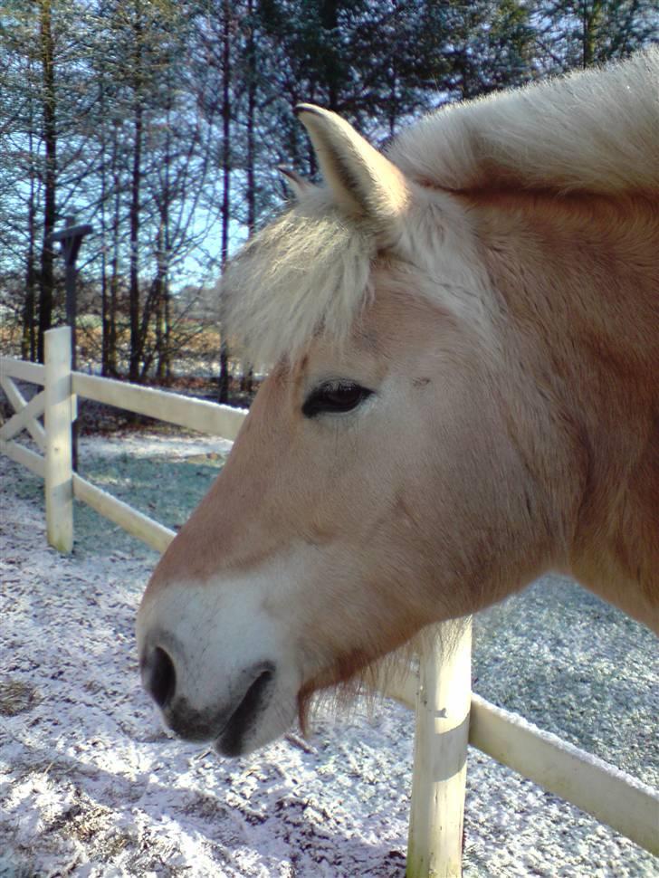 Fjordhest Bellis  billede 3