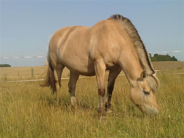 Fjordhest Bellis  billede 4
