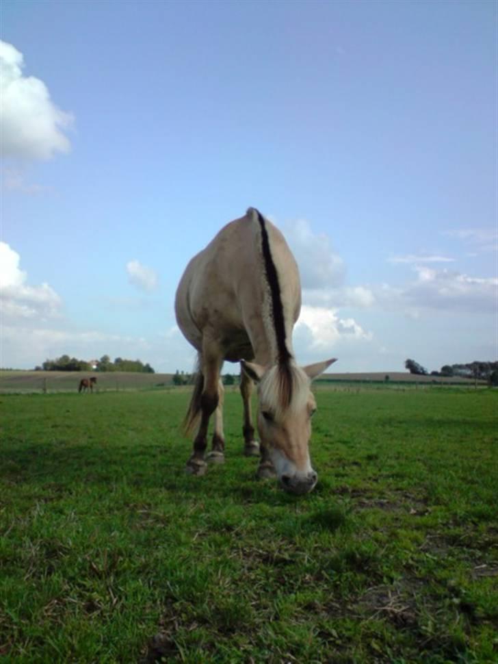 Fjordhest Bellis  - Deska og Camilla , og Bellis og jeg var ude at ride , så Bellis var helt vildt træt da vi kom hjem , som kan ses xD billede 5