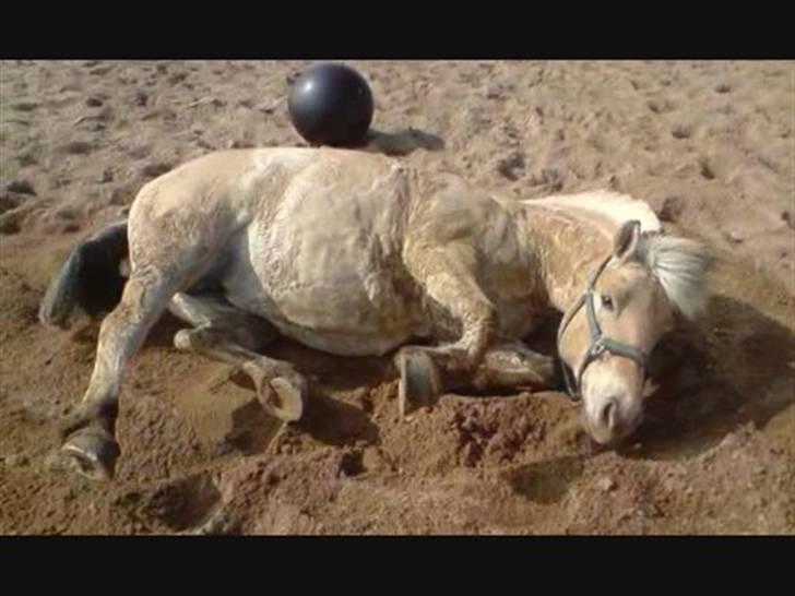 Fjordhest Bellis  billede 6