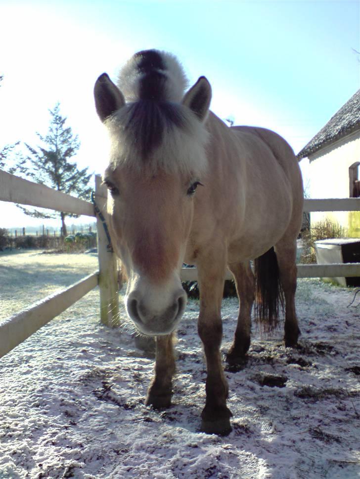 Fjordhest Bellis  - hygge :) billede 7