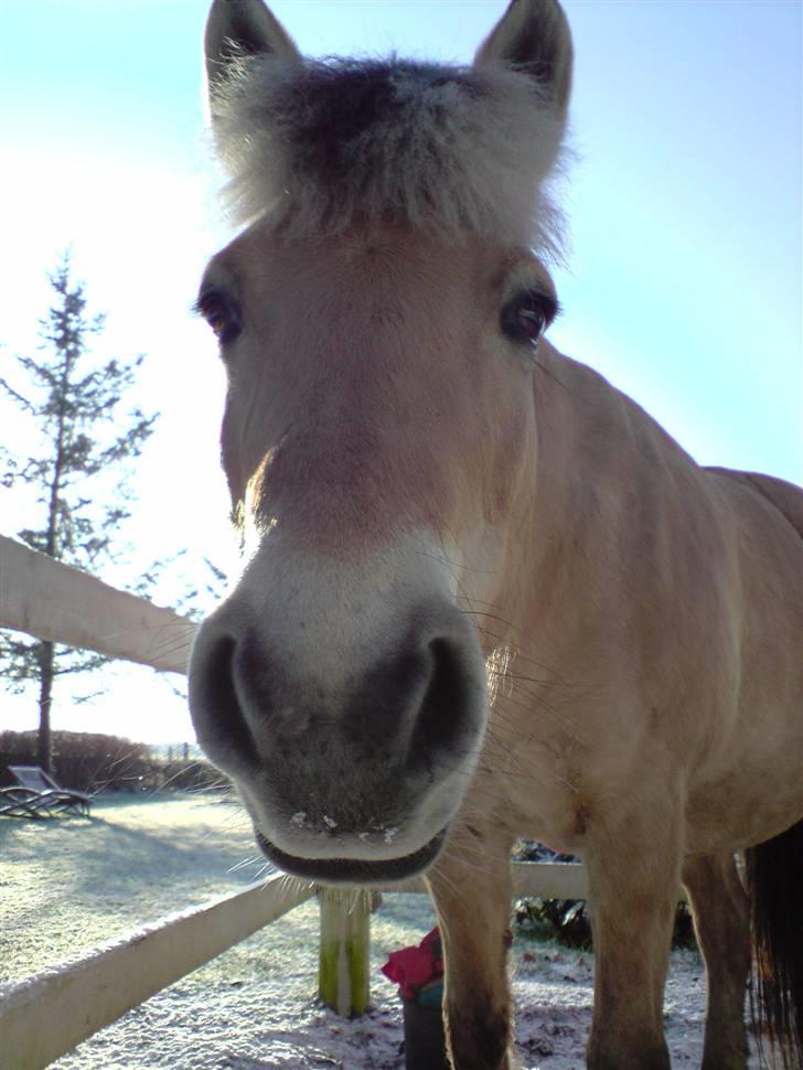 Fjordhest Bellis  - hygge (: billede 8