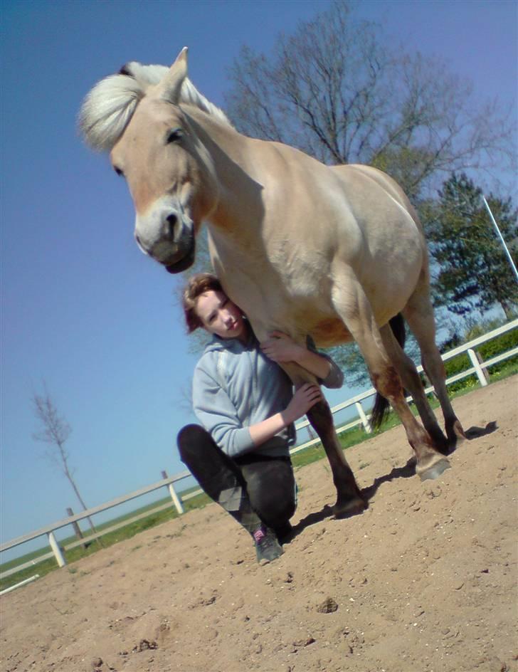 Fjordhest Bellis  - the team :D billede 9