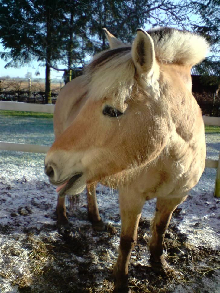Fjordhest Bellis  - nurh ! <3 billede 10