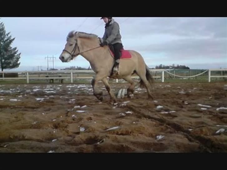 Fjordhest Bellis  - NYT ridning d. 17/2 2009 , dressur x) billede 11