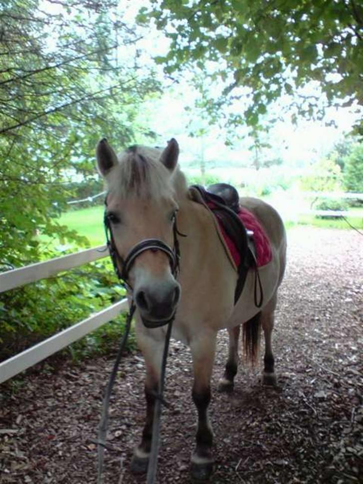 Fjordhest Bellis  - Bellis lige inden vi tog ud at ride :) billede 12