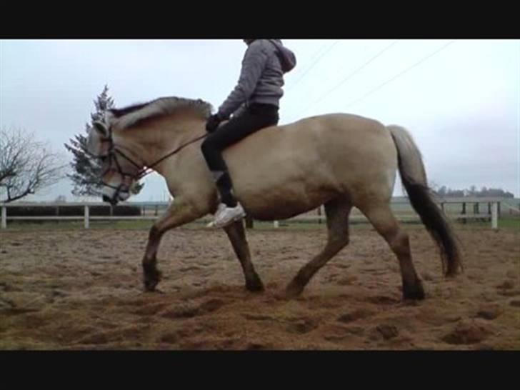 Fjordhest Bellis  billede 13