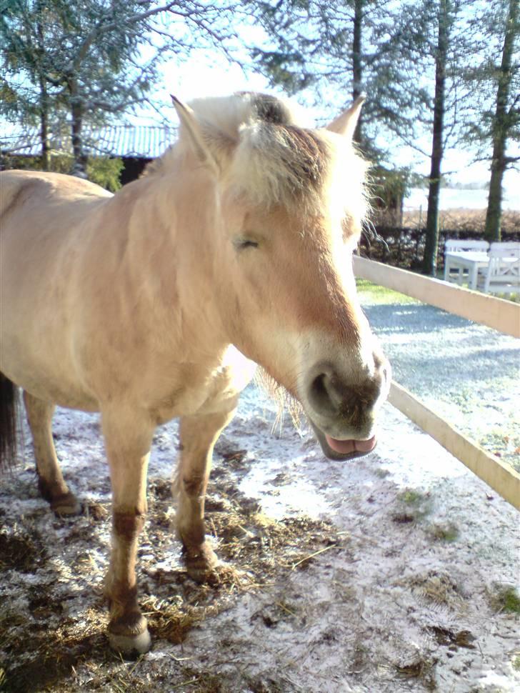 Fjordhest Bellis  - Gaab ! :D billede 14