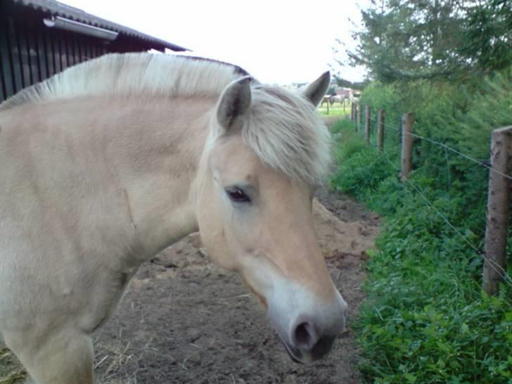Fjordhest Bellis  - fine Bellis :)   lidt araber agtig ?? billede 15