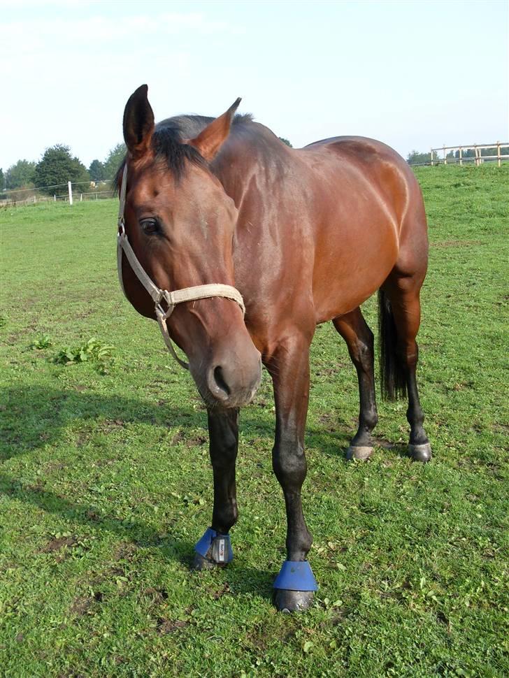 Oldenborg Thorup's Ulton - d. 7/9-08 billede 8