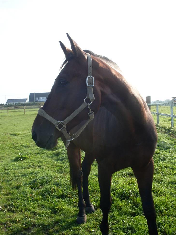 Oldenborg Thorup's Ulton - d. 7/9-08 billede 9