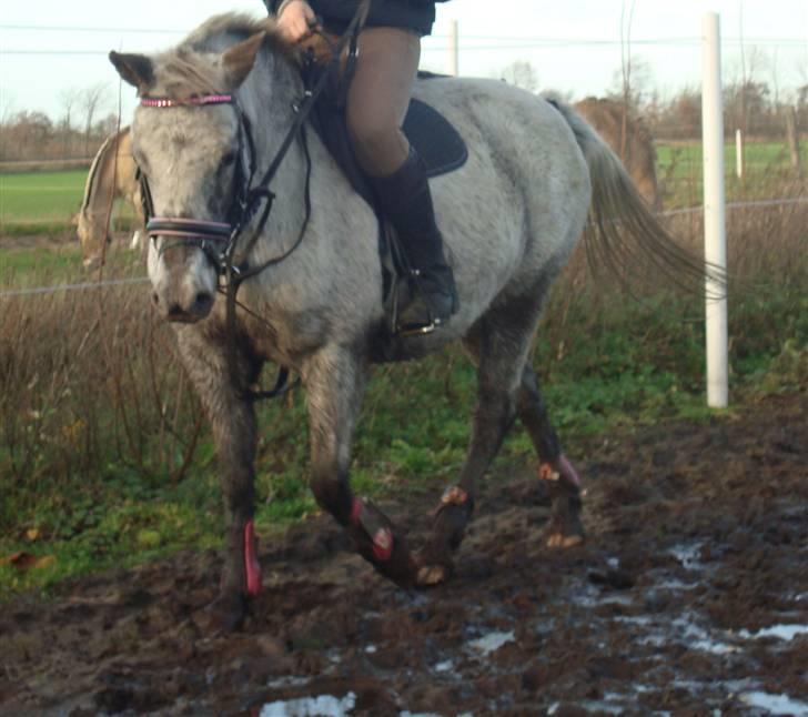 Anden særlig race Candy  - Ridning d. 16 november 08.  billede 12