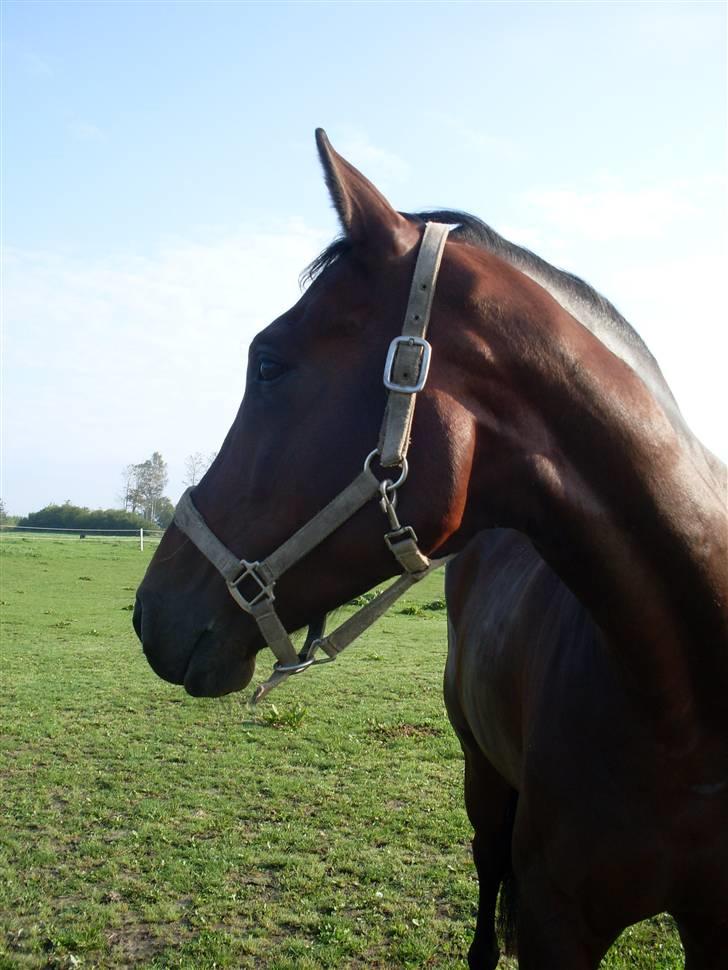 Oldenborg Thorup's Ulton - d. 7/9-08 billede 11