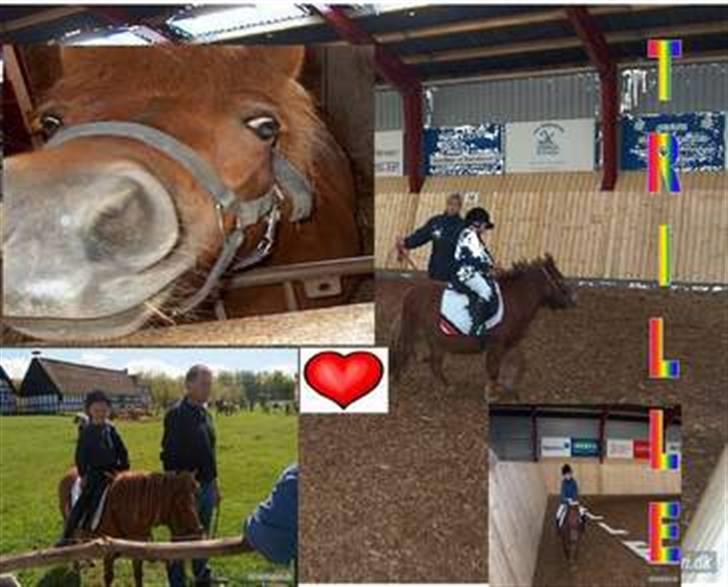 Shetlænder trille billede 7