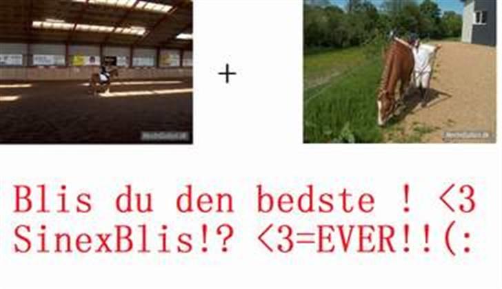 Anden særlig race blis¤slogt¤ billede 13