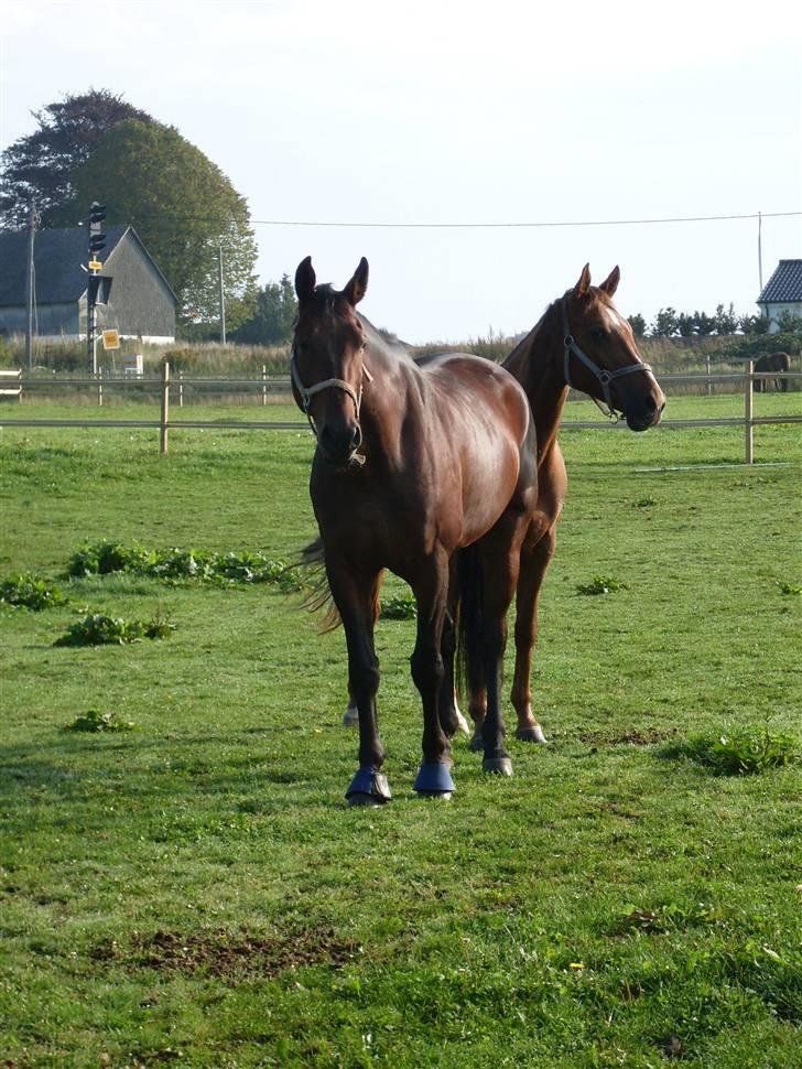Oldenborg Thorup's Ulton - d. 7/9-08 billede 13