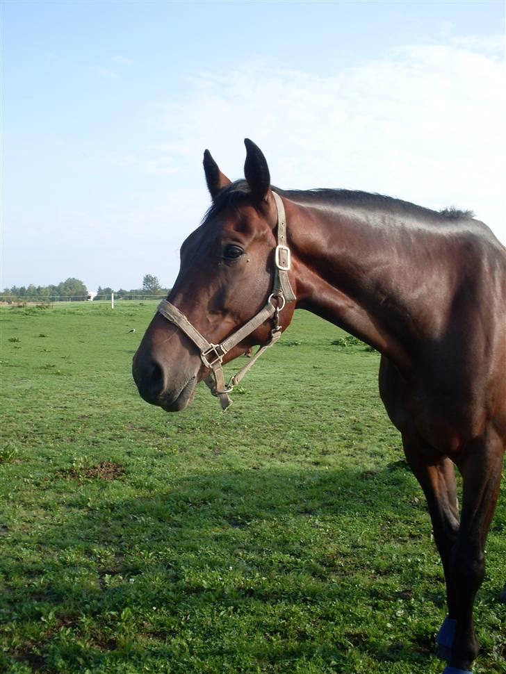 Oldenborg Thorup's Ulton billede 14