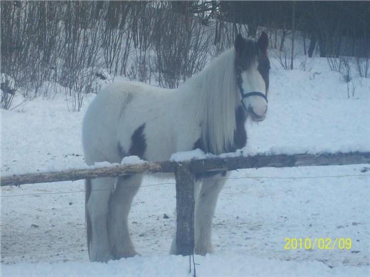 Irish Cob Maja (solgt) - Maja hos ny ejer, vinter 09. billede 1