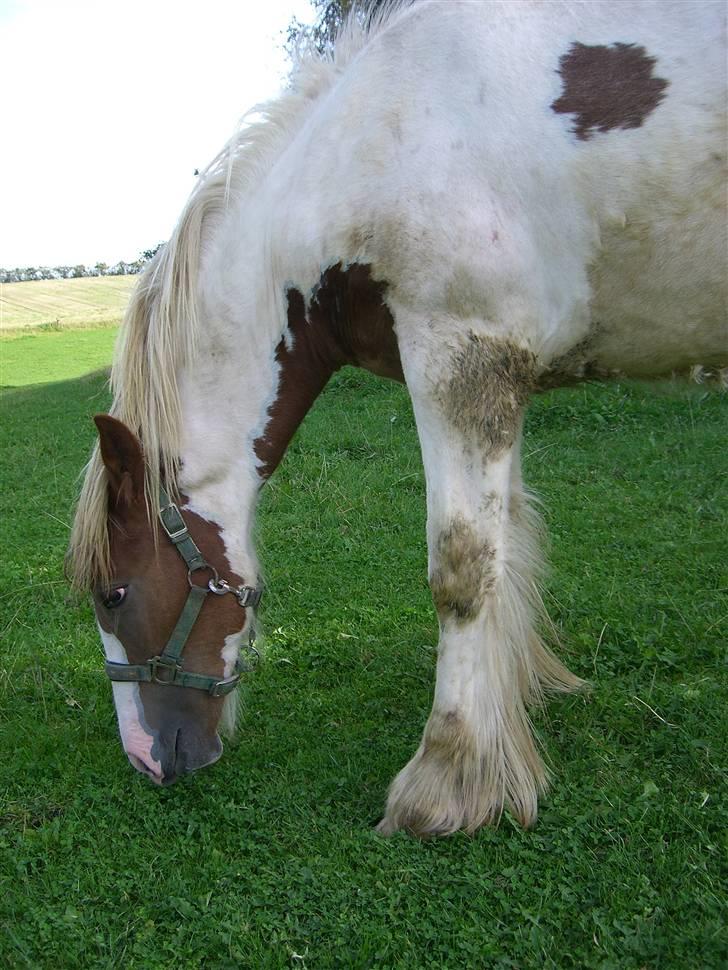 Irish Cob Maja (solgt) - Også fra 31/8 2008... billede 2