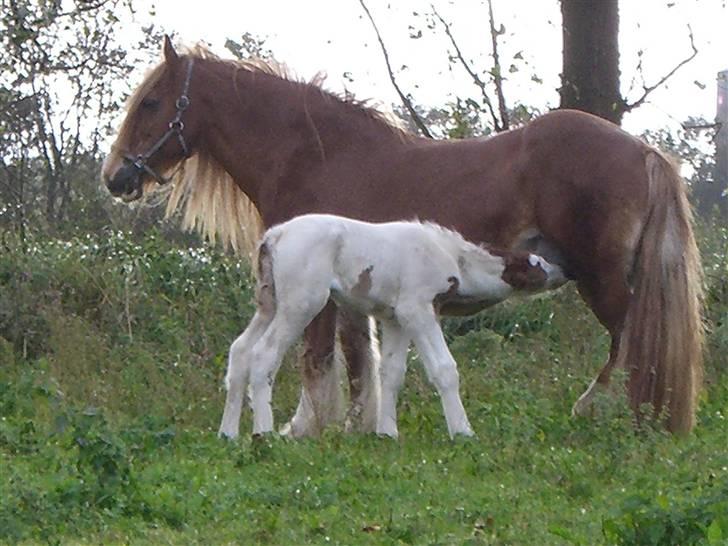 Irish Cob Maja (solgt) - Babylillede 1 dag gammel. Bemærk kun en plet i lysken, imod 2 idag. Forvandlings kugle billede 3