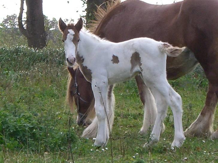 Irish Cob Maja (solgt) - Endnu et babybillede. billede 4
