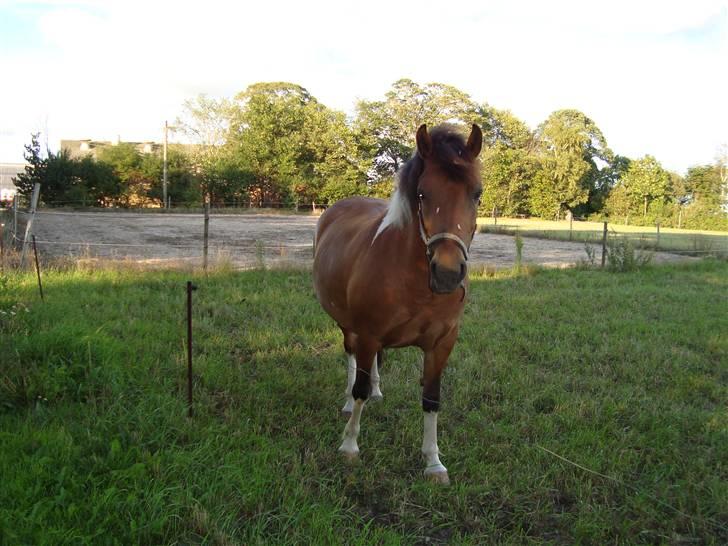 Anden særlig race Victoria - Vic på marken :-) billede 14