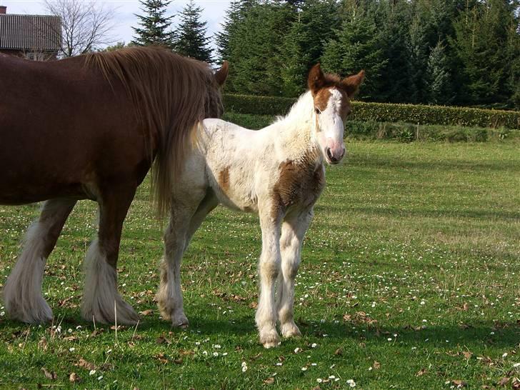 Irish Cob Maja (solgt) - ca. 3 uger gammel, lidt rundere og pænere... billede 6