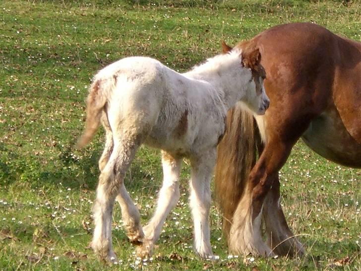 Irish Cob Maja (solgt) - fulgte tæt i halen på moar... billede 7