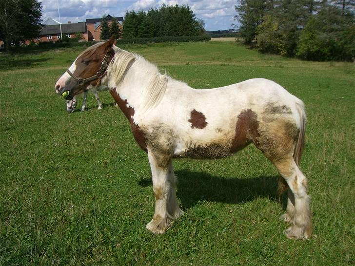 Irish Cob Maja (solgt) - suresen spiser endnu surerererere æble, fra start august 2008. billede 8