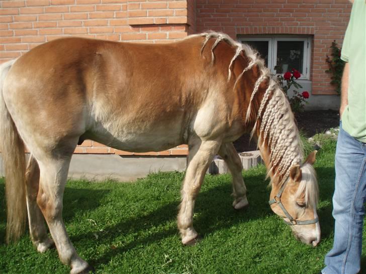 Haflinger Nissan *solgt* - På besøg der hjemme billede 8