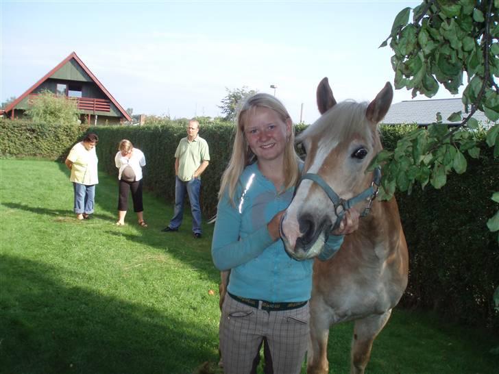 Haflinger Nissan *solgt* - På besøg der hjemme. Han har ikke fået for lidt æbler (: billede 9