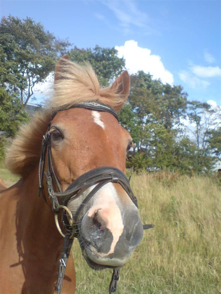 New Forest Olivia / Squash - Olivia lige før måling i Bilund billede 17