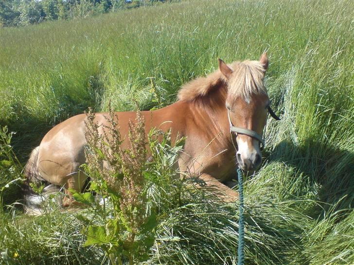 New Forest Olivia / Squash - Sådan plejer Olivia at tilbringe meget af sin dag! :D billede 18