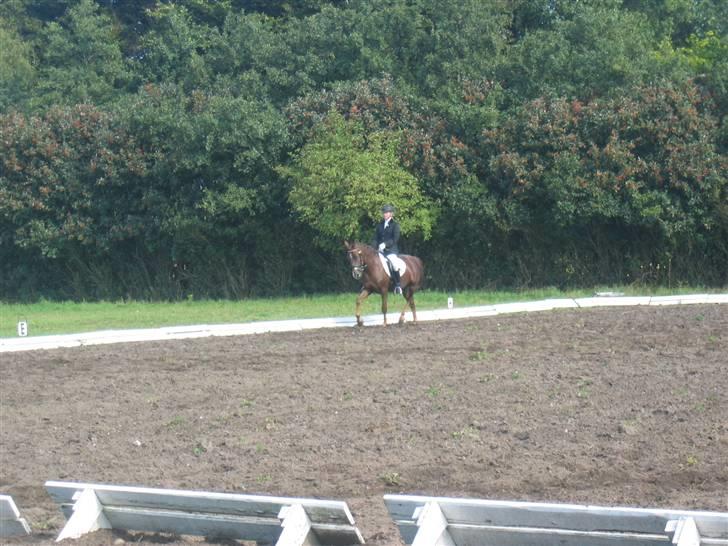 New Forest Elmholts Qüezon billede 9