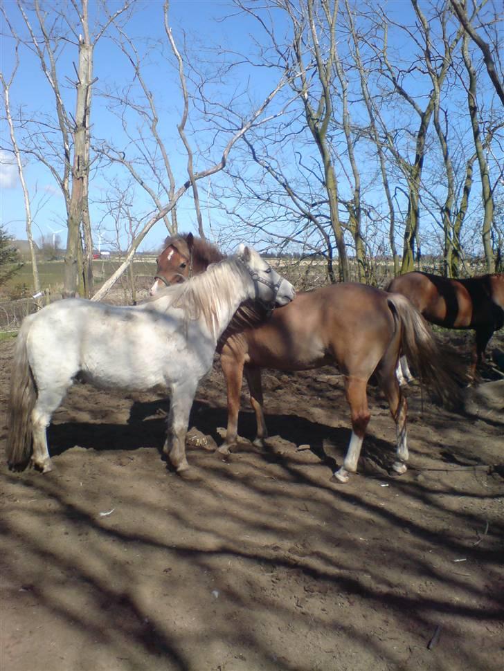 New Forest Olivia / Squash - Skipper og Olivia på marken.. billede 19